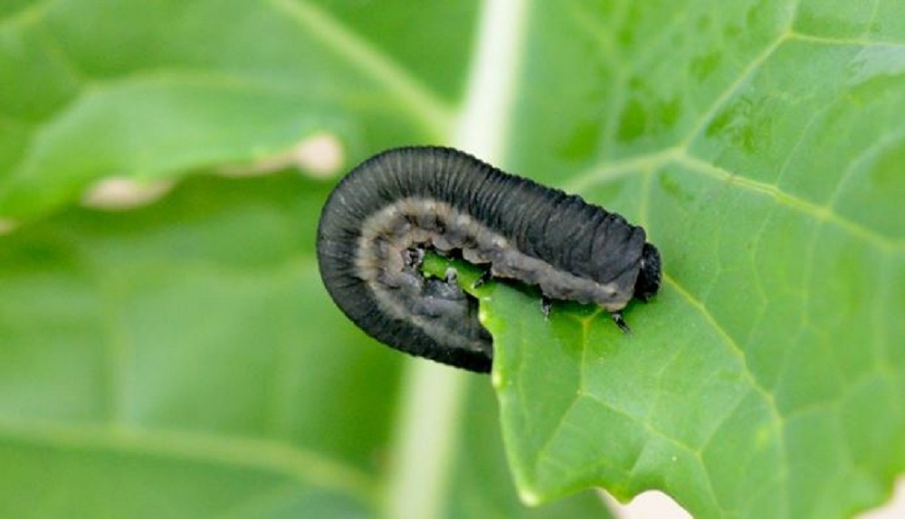 Turnip sawfly larvae